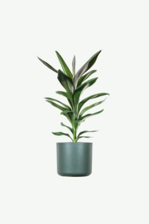 plants ecommerce product featured img 20 plants ecommerce product featured img 20