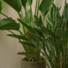 plants-shop-product-gallery-img-011 plants shop product gallery img 011