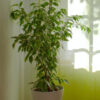 plants-shop-product-gallery-img-10 plants shop product gallery img 10