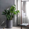 plants-shop-product-gallery-img-12 plants shop product gallery img 12