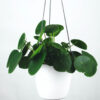 plants-shop-product-gallery-img-16 plants shop product gallery img 16
