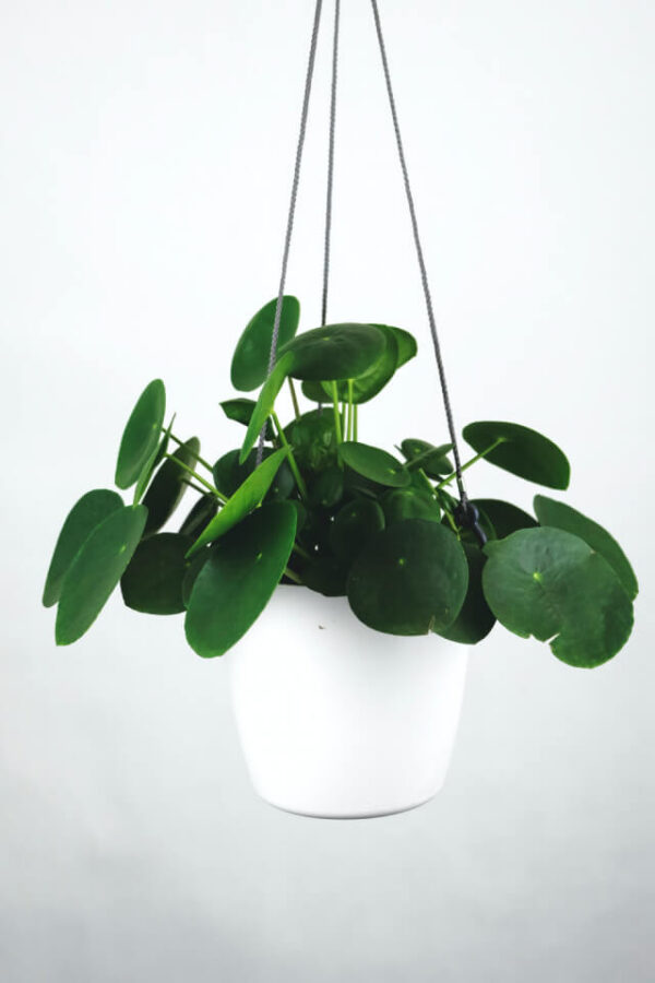 plants-shop-product-gallery-img-16 plants shop product gallery img 16