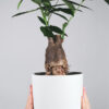 plants-shop-product-gallery-img-17 plants shop product gallery img 17