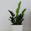 plants-shop-product-gallery-img-19 plants shop product gallery img 19