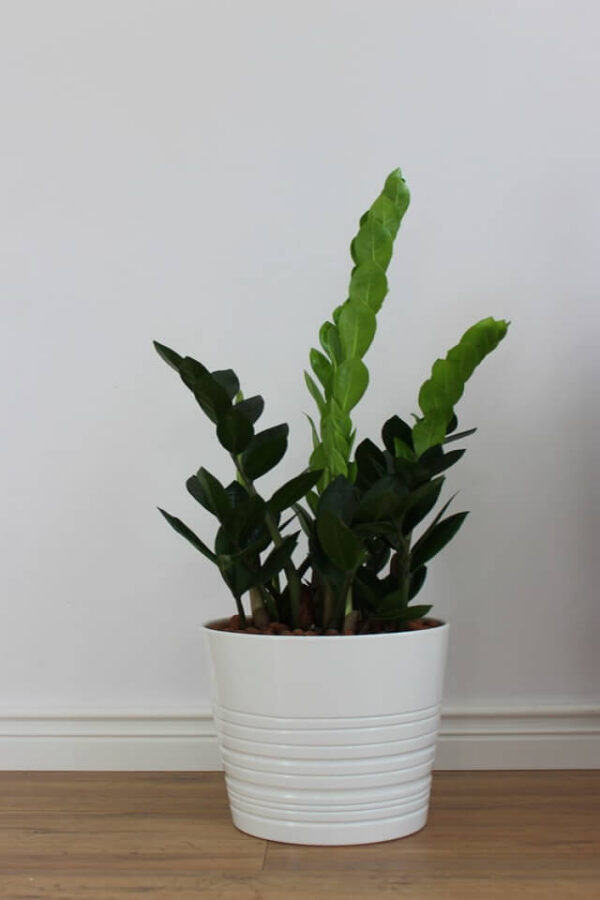plants-shop-product-gallery-img-19 plants shop product gallery img 19