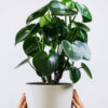 plants-shop-product-gallery-img-2 plants shop product gallery img 2