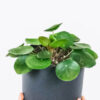 plants shop product gallery img 4