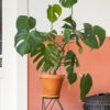 plants-shop-product-gallery-img-6 plants shop product gallery img 6