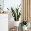 plants-shop-product-gallery-img-8 plants shop product gallery img 8